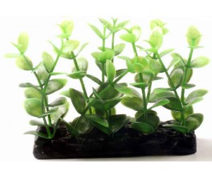 Aquarium plants 10.2cm H-4