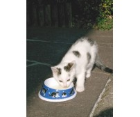 Bowl for cats - melamin, 140ml